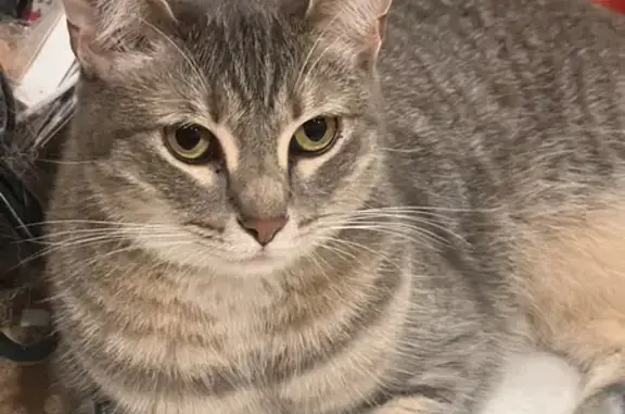 Lost Grey Tabby Cat: Help Find Missing Male Pet!