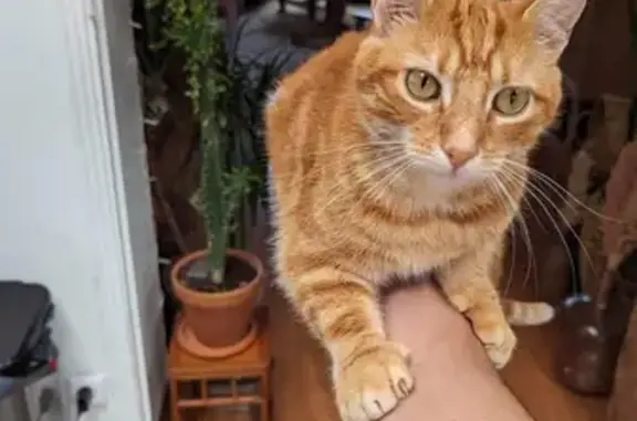 Animaux perdus Amiens, photo: Chat roux 3 ans disparu rue Saint-Acheul, Amiens