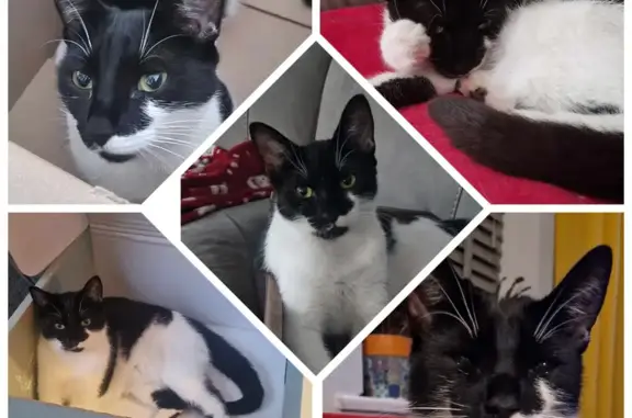 Lost: Black & White Cat Poppy, Meadow Road