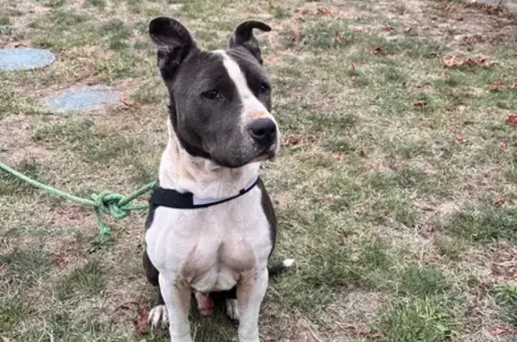 Chien trouvé : M'zeus, 7 ans, propriété d'Alan Leyssales - photo