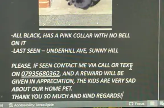 Lost Friendly Black Female Cat: Pink Collar, Underhill Ave 52