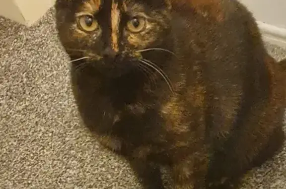 Lost Female Tortoise Shell Cat - Pepper