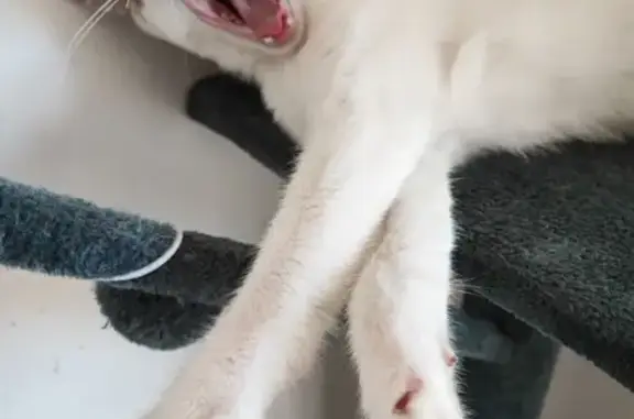 Animaux perdus Podensac, photo: Chaton européen perdu, Sato, 4 mois, collier beige foncé avec clochette. Pucé. Aidez-nous!