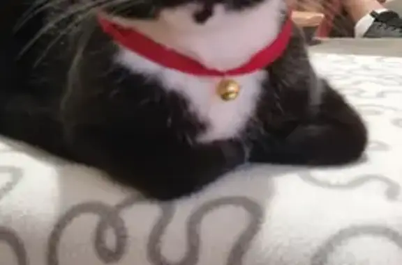 Lost Tuxedo Cat: Male, Microchipped