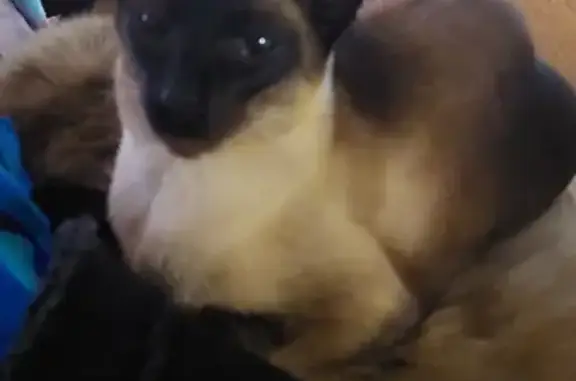 Lost Siamese Cat Mara: Help Find Our Small Kitty!