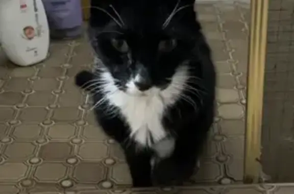 Lost: Frail Male Tuxedo Cat, Tigga | Salisbury