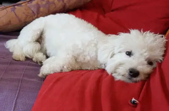 Animaux perdus Bompas, photo: Chien bichon frisé blanc perdu Rue des Fenouillèdes, Bompas