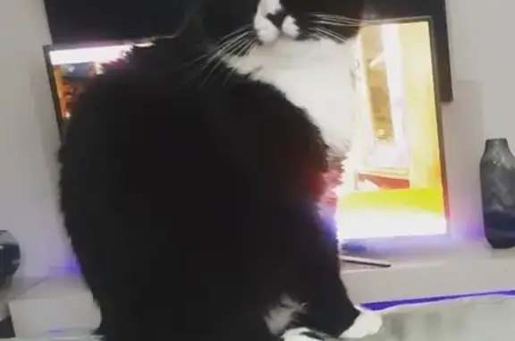 Desperate search for missing cat, help us bring Oscar home!