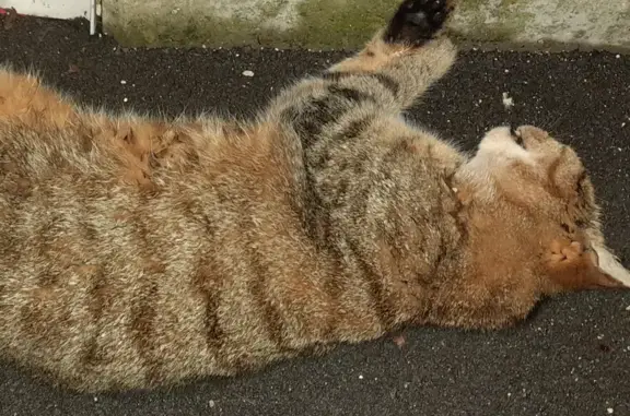 Chat trouvé Châteauneuf-en-Thymerais, photo: Chat tigré trouvé décédé le 18/10/2023 à Châteauneuf-en-Thymerais