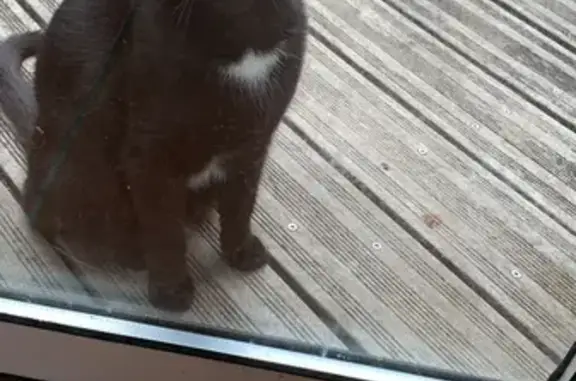 Chat perdu, Colomiers, photo: Chat Minette disparue, 3 ans, noire, pucée