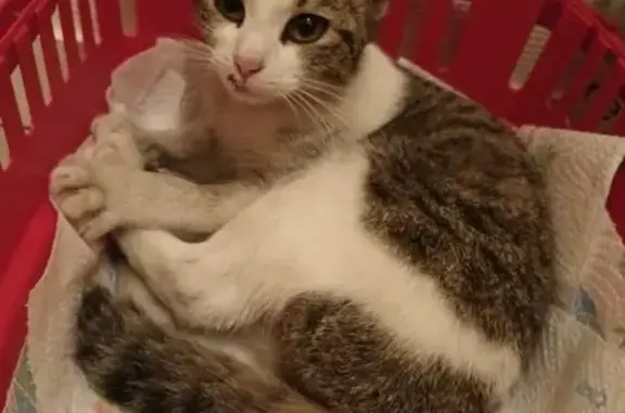 Animaux trouvés Angoulême, photo: Chat trouvé, 4,5-5 mois, sociable, tigré, yeux jaunes. Domicile provisoire: Rue Belle Allée, Angoulême.