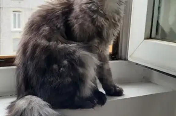 Chat trouvé, sociable et câlin, Rue Dode 38, Voiron - photo