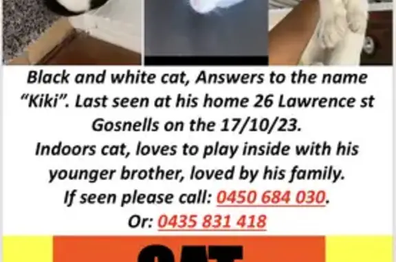 Desperate Search: Missing Black & White Cat in Gosnells