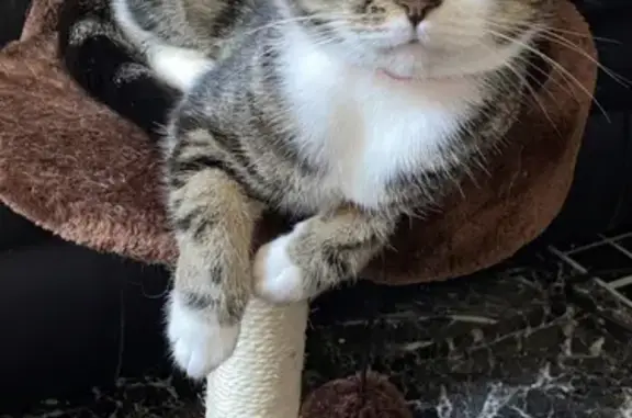 Missing Half Tabby Cat Lily: Help Find Her!