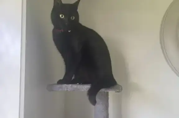 Lost Black Cat: Michus, Microchipped & Missing