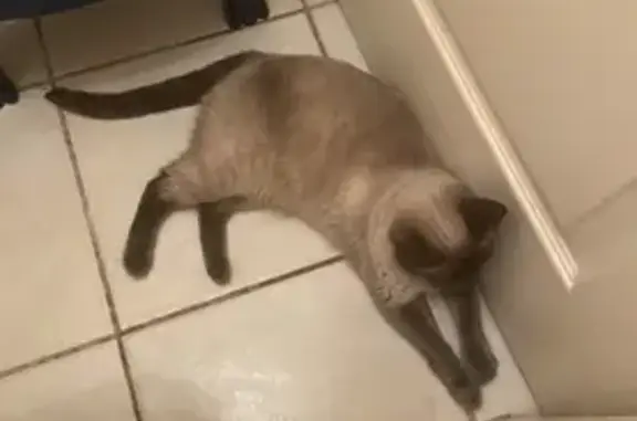 Animaux perdus Portes-lès-Valence, photo: Chat femelle tatoué disparu - Chipie, 4 ans - Lotissement 