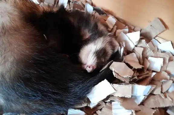 Lost Female Ferret: Reward £50+