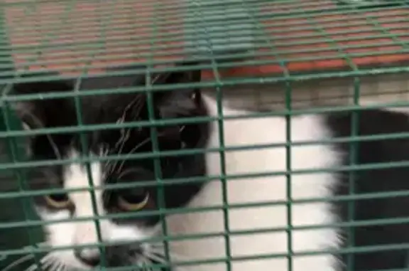 Animaux trouvés Aix-en-Provence, photo: Chat trouvé, Minette errante capturée