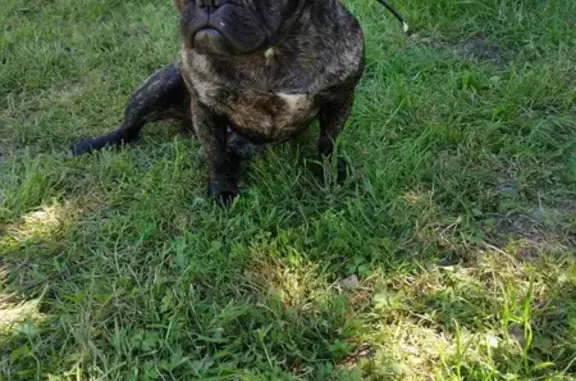 Chien perdu Val-Couesnon, photo : Chien bouledogue femelle disparu à Chalais