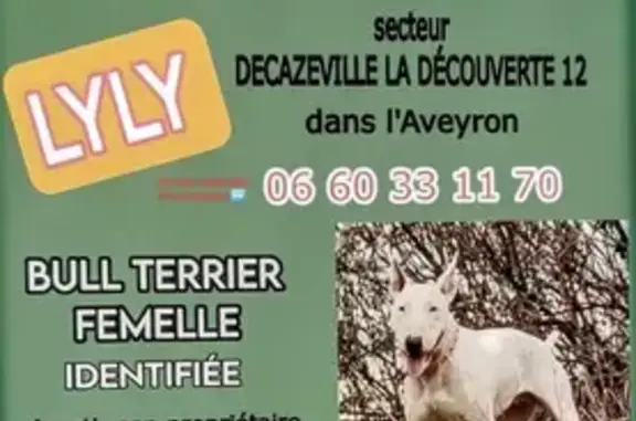 Chien perdu Decazeville, photo : Chien Bull terrier femelle blanc, peureuse. Disparue à Decazeville, Occitanie.
