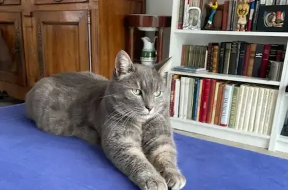 Chat gris sociable trouvé - photo