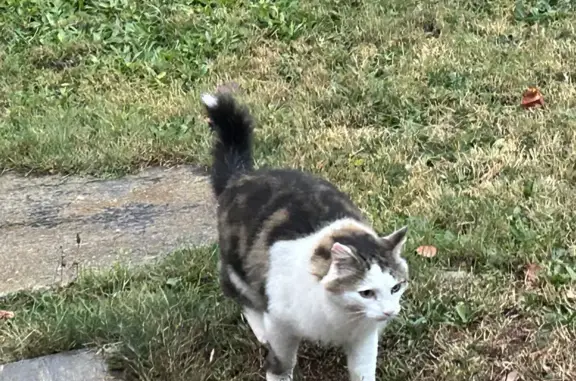Chat trouvé Sansac-de-Marmiesse, photo: Chat trouvé Chemin Portalier, 3, Sansac-de-Marmiesse