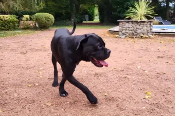 Animaux trouvés Creuzier-le-Neuf, photo: Chien trouvé sans collier - Rue de Biguet, Creuzier-le-Neuf