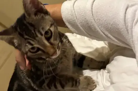 Chat trouvé, câlin et sociable - photo