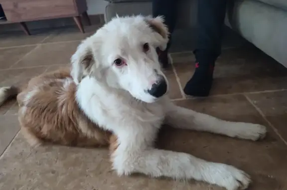 Chien trouvé: Jeune chien marron et blanc, non identifié, à Garons - photo
