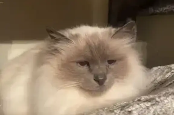 Lost Birman Cat: White with Silver Face & Paws, Blue Eyes - Hugo, Hobart