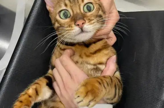 Lost Bengal Cat Celo: Pink Leash, Stables Circuit