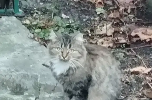 Знайдено кішку в кооперативі Перемога, дикі котята потребують допомоги