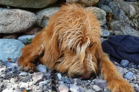 Chien perdu Asco, photo : Chien perdu Bretagne, mâle fauve, collier vert fluo. Contact 0783825337 ou 0666285679. Asco, Corse.