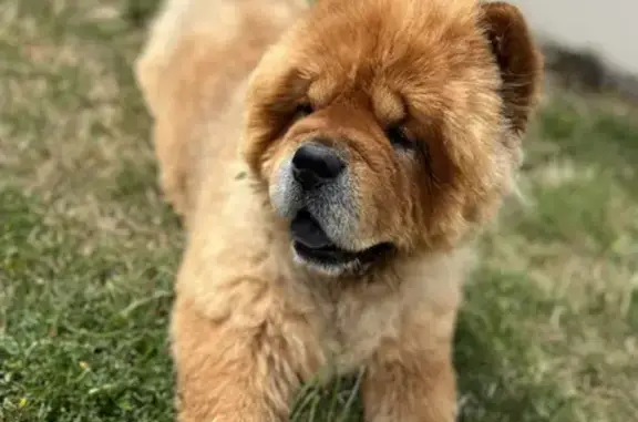 Animaux perdus Saint-Domineuc, photo: Chien Chowchow perdu, mâle fauve, Rés. Domaine des Chênes, St-Domineuc