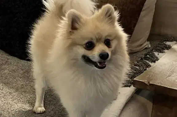 Animaux perdus Lorgues, photo: Chien Spitz allemand beige perdu près de GAVAROUN
