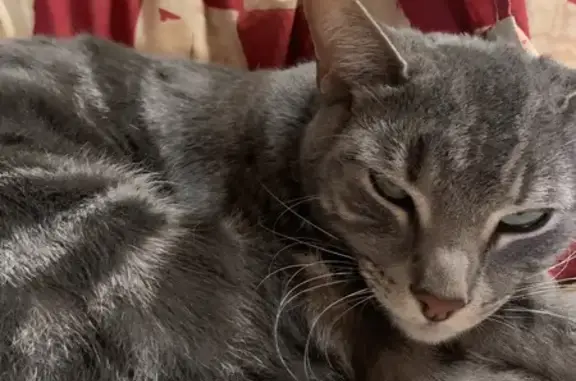 Lost Grey Tabby Cat in City of Stonnington