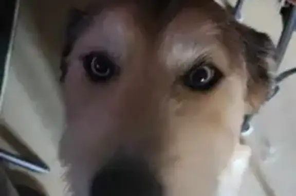 Chien perdu Carcassonne, photo : Chien mâle husky croisé berger australien/griffon perdu - Valky