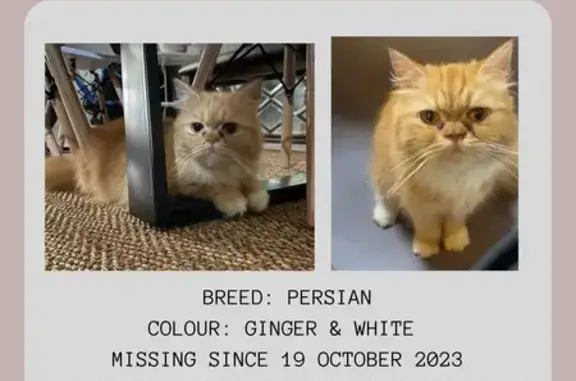 Lost Persian Cat - Ginger with White Markings