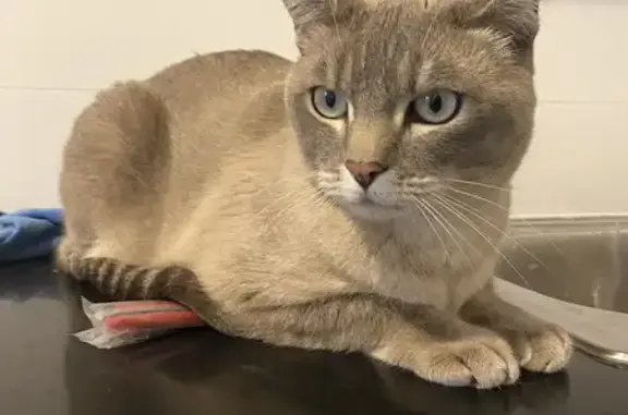 Lost & Found: Friendly Cat Discovered in Point Cook Wetlands