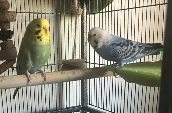 Budgie Escape: Lost Blue & Green Birds - Hoover Court, Brisbane