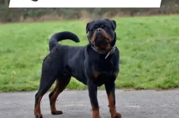 Lost Rottweiler KoBa: Help Find Our Beloved Dog!