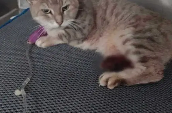 Chat trouvé accidenté à Betton - photo
