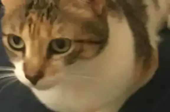 Chat perdu, Millas, photo: Chatte tricolore perdue à Millas
