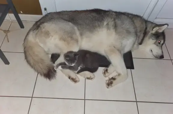 Chien perdu Sartilly-Baie-Bocage, photo : Chien disparu, yeux verrons, 2 ans, husky, Huardière, Sartilly-Baie-Bocage