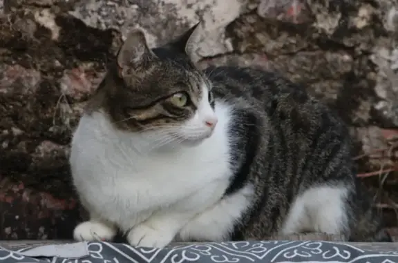Animaux perdus Le Mas-d'Agenais, photo: Chat Nala disparue: peureuse mais sociable, pucée