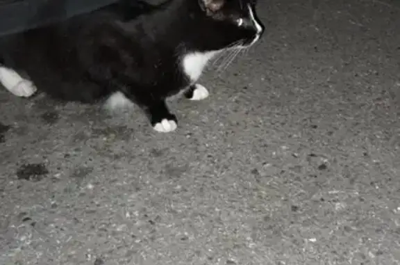 Chat sociable trouvé à Tarare - photo