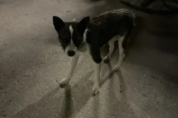 Chien trouvé Rue des Lilas, St-Gervais - photo