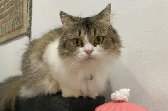 Lost Norwegian Forest Cat in Singapore