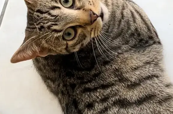 Lost Tabby Cat BESE | Porter Rd, City of Banyule
