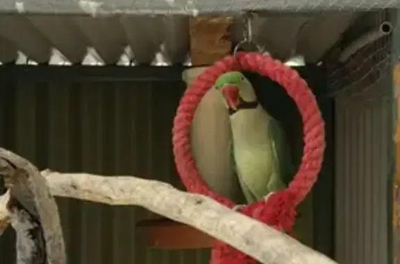 Lost Friendly Alexandrine Parrot: Meet Solomon!